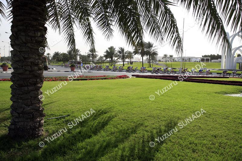 Palm trees005p.jpg